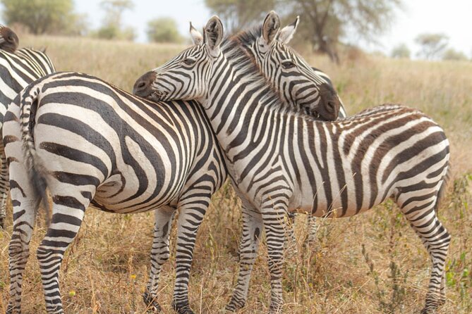 4 Days Tanzania Safari - Pickup and Accessibility