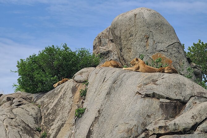 4 Days Tanzania Safari - Inclusions and Amenities