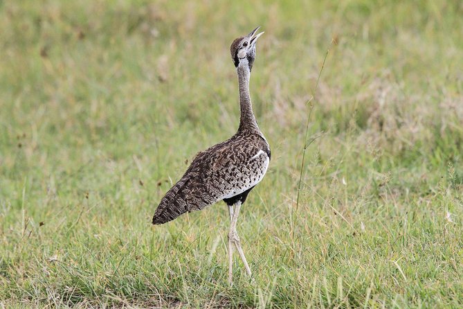 4 Days Tanzania Safari- Lake Manyara NP, Serengeti Np and Ngorongoro Crater - Booking and Availability