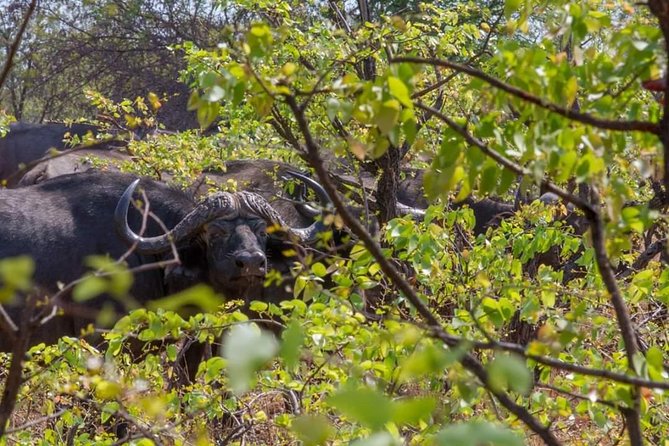 4 Days Victoria Falls Zimbabwe With Chobe National Park Safari Botswana and Livingstone Zambia - Pickup and Schedule