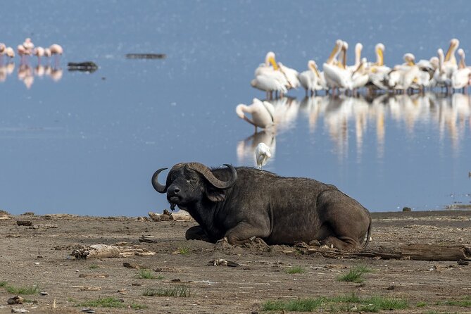 4 Days Wildebeest Lake Nakuru Masai Mara Safari - Itinerary
