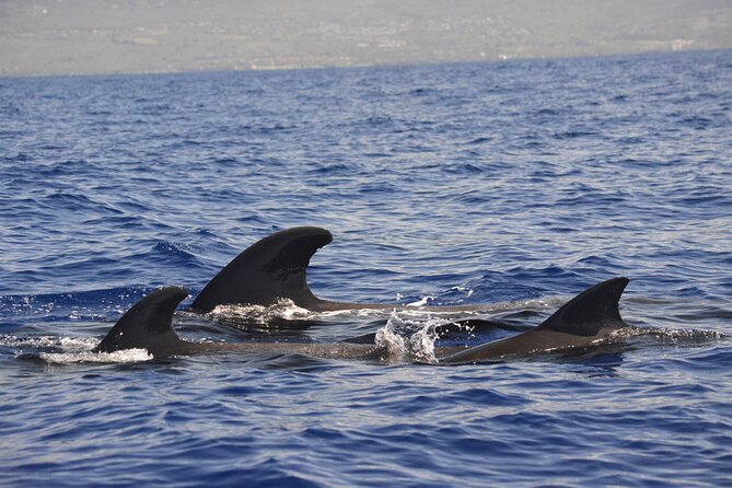 4-Hour Kona Private Charter - Included Amenities