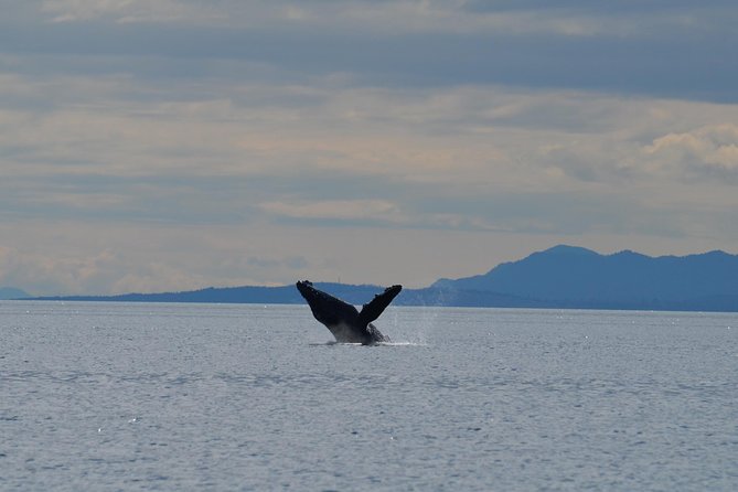 4 Hour Zodiac Whale and Wildlife Tour - Wildlife Sightings