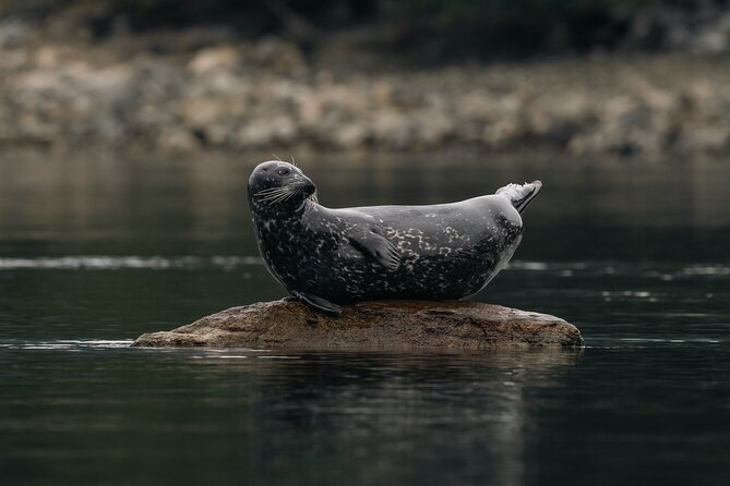4 Hr Into the Wild Whales & Wildlife Adventure - Inclusions and Amenities