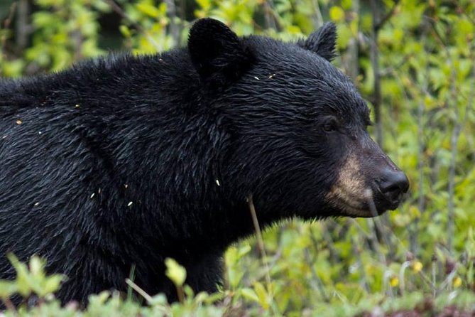 5.5-Hour Jasper Wildlife and Waterfalls Tour With Maligne Lake Cruise From Jasper - Whats Included