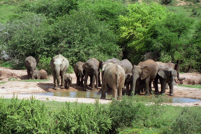 5 Day Cape to Addo Safari - Garden Route Small Group Tour - Guided Tour and Activities