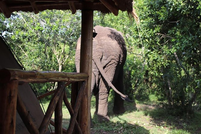 5 Day Gorillas, Wildlife and Kalinzu Forest Chimp Trek - Chimp Trekking in Kalinzu