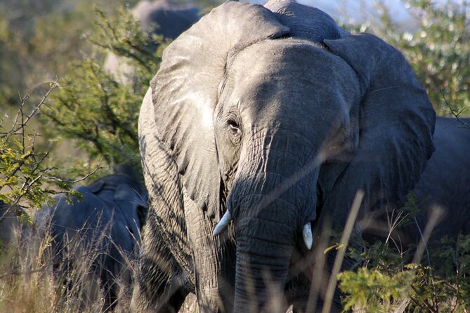5 Day Kruger National Park Tour - Wildlife Viewing Highlights