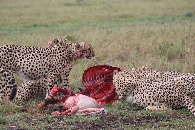 5-Day Safari in Maasai Mara, Lake Nakuru and Naivasha - Safari Itinerary and Logistics
