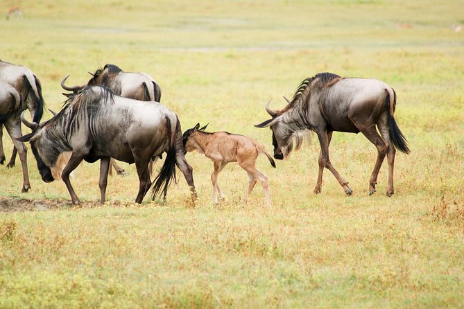 5 Day Serena Luxury Tanzania Safari - Day-by-Day Itinerary
