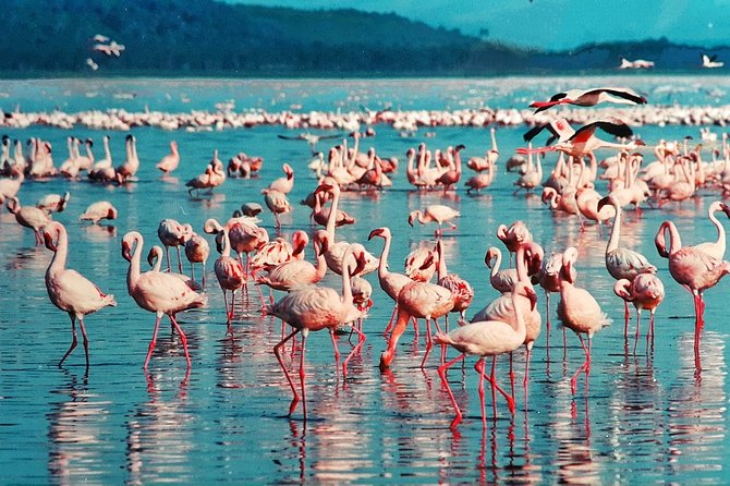5 Days/4 Nights Kenya Safari - Accommodations