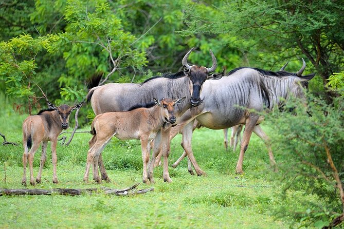 5 Days Fantastic Tanzania Lodge Safaris - Accommodation and Meals