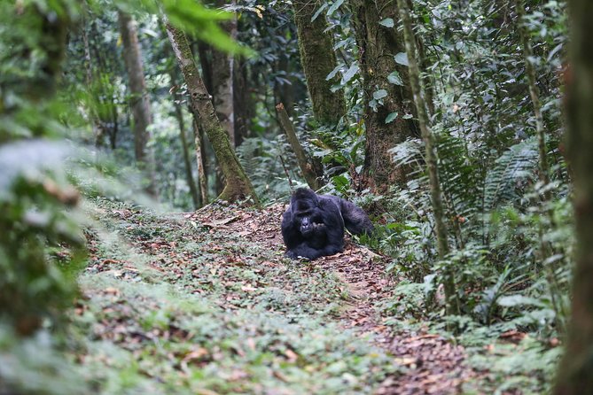 5 Days Gorilla Safari Uganda - Accommodation and Inclusions