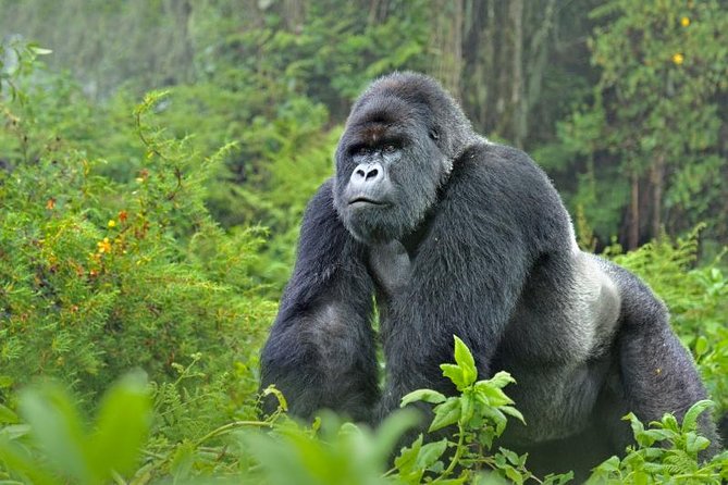 5 Days Gorillas and Chimpanzee Tracking - Accommodation Details