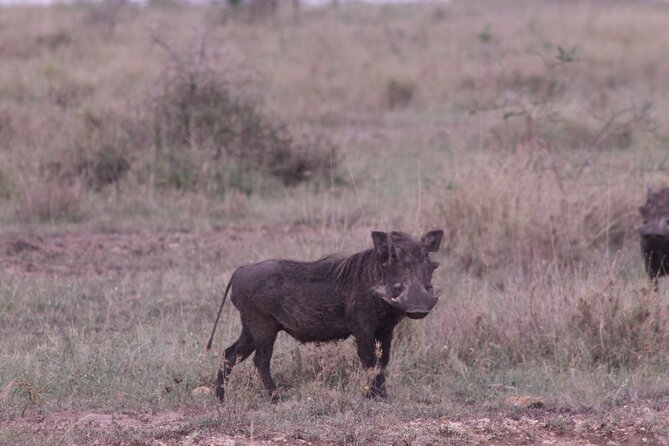 5-Days Private Tanzania Safari Tour - Pickup and Meeting