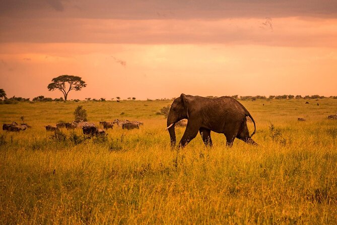 5 Days Safari in Tanzania | Camping and Lodge Safaris - Accommodation Options