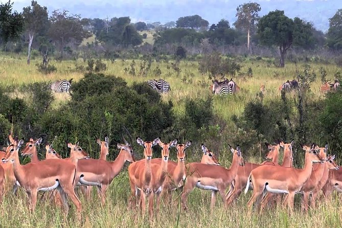 5 Days Serengeti Wildebeest Migration Safari - Accommodation Details