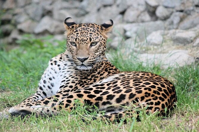 5 Days Tanzania Luxury Lodge Private Safari - Wildlife Hotspots