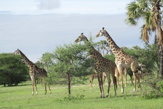 5 Days Tanzania Private Group Safari - Included Services