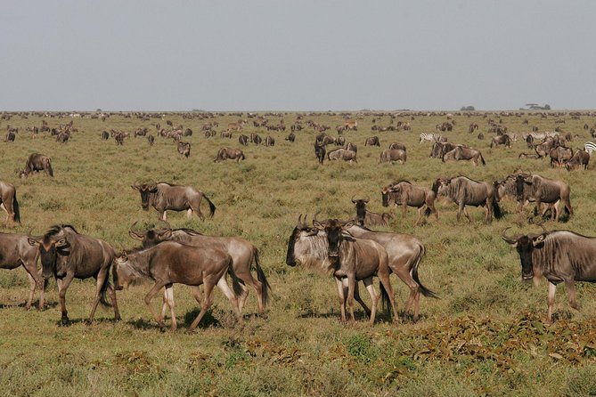 5 Days Tanzania Safari- Tarangire Np, Serengeti Np and Ngorongoro Crater - Serengeti National Park