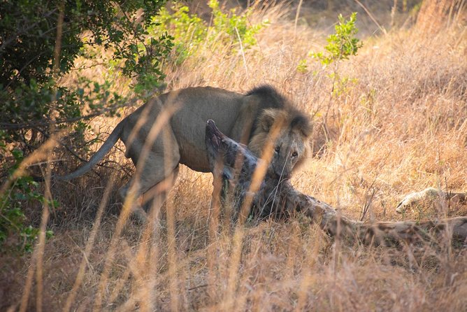 5 Hours Nairobi National Park Private Tour - Pickup and Meeting Details