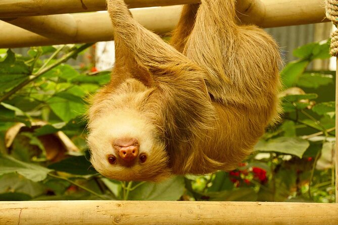 5-In-1 Monteverde Cloud Forest Experience With Ziplining and Hanging Bridges - Transportation and Pickup