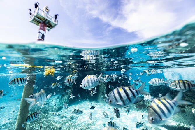 5 in 1 Snorkeling Boat Experience in Cancun - Meeting and Pickup Details