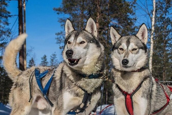 5KM Husky Sled Ride From Levi - Whats Included