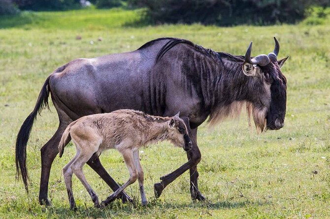 6- Day Adventure Lodge Safari to See Migration - Itinerary Highlights