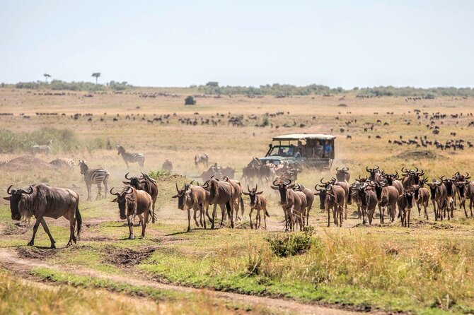 6-Day Kenya Safari to Masai Mara, Lake Nakuru and Amboseli - Wildlife Viewing Opportunities