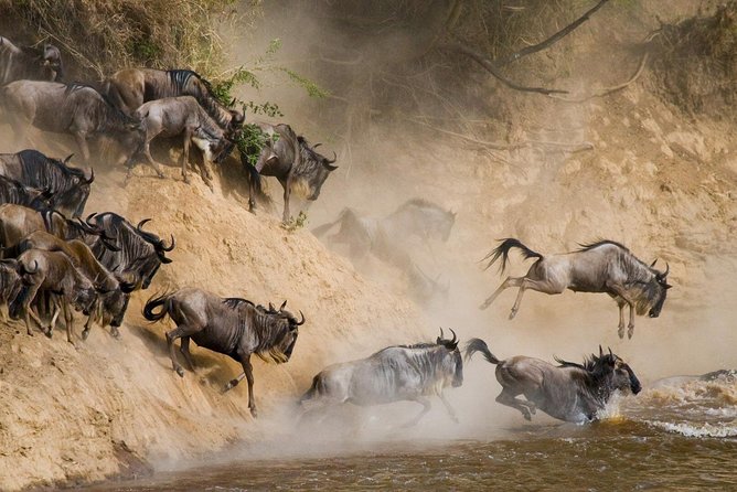 6 Day: Magnificent Wildlife Adventure - National Parks Included