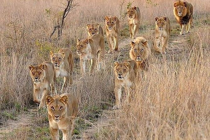 6 Days Best of Kenya Safaris Maasai Mara-Lake Nakuru Amboseli National Park - Wildlife Experiences