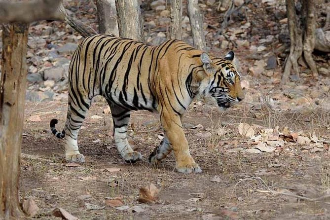 6 Days Golden Triangle Tour With Ranthambore: Delhi Agra Jaipur Ranthambore Tour - Accommodation Options