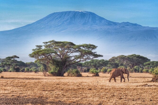 6-Days Masai Mara, Lake Nakuru and Amboseli Safari on Landcruiser - Accommodation and Dining
