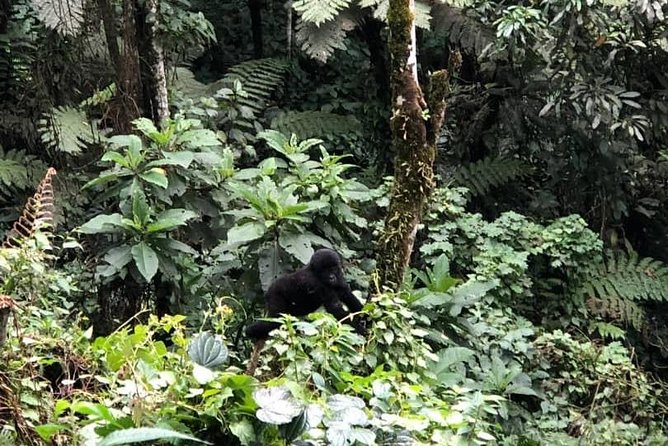 6 Days Rwanda Uganda Budget Wildlife Safari - Inclusions and Exclusions