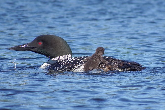 6 Hour Algonquin Park Canoe Trip - Itinerary and Activities