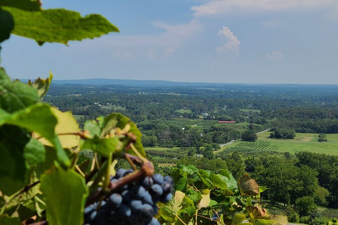 6 Hour Northern Virginia Wine Tours - Transportation and Amenities