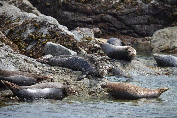 6 Hour Zodiac Whale Watching Tour - Wildlife Experience
