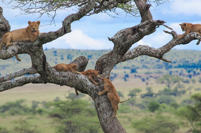 7-Day Kilimanjaro Climb Machame Route - Inclusions and Exclusions