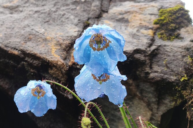 7 Day Tour to Valley of Flowers and Auli Hiking Adventure - Itinerary Breakdown