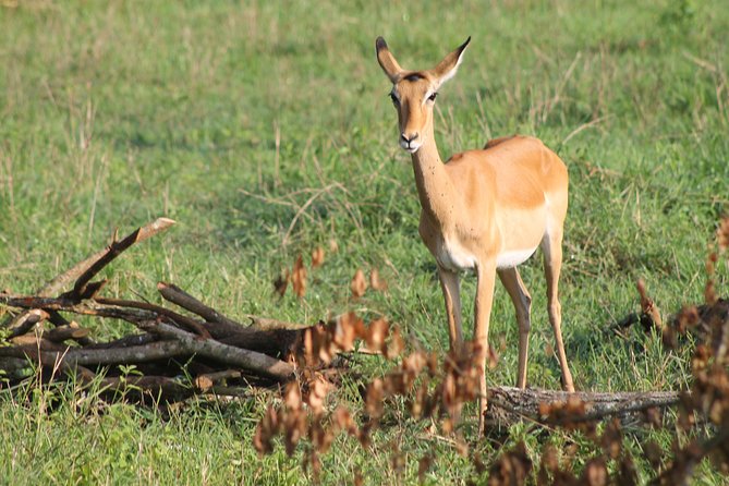 7-Day Wildlife Adventure Safari - Itinerary and Meals