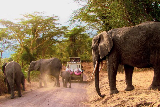 7 Days Best of Kenya Wildlife Safari - Inclusions and Amenities