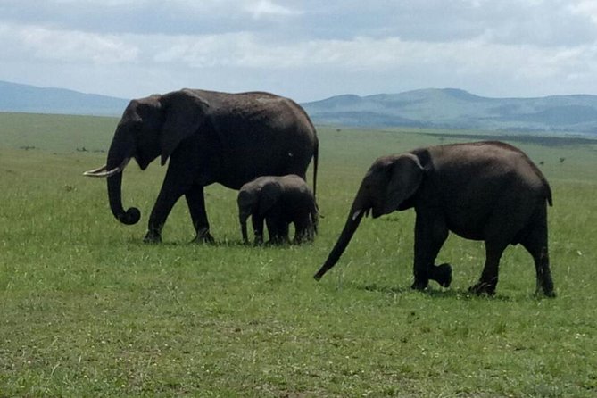 7 Days Maasai Mara - Lake Nakuru - Lake Naivasha - Amboseli Safari - Discovering Lake Nakurus Wonders