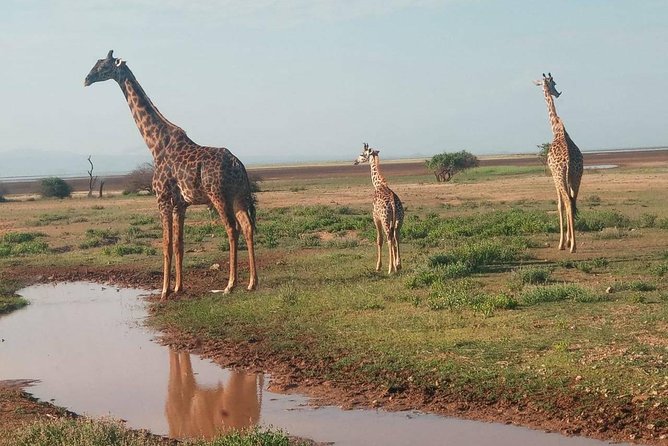 7 Days Maasai Mara - Lake Nakuru - Lake Naivasha- Amboseli Safari. - Game Drives and Sightings