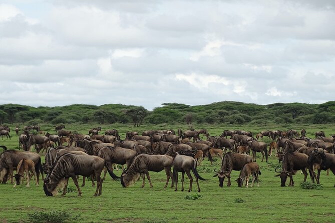 7 Days PRIVATE Best of Tanzania Safari *Departing Everyday* - Witness the Great Migration
