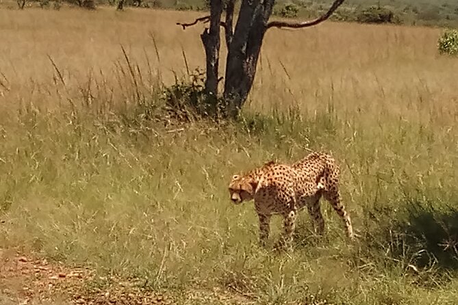 7 Days Safari to Aberdare N/P, Lake Nakuru N/P, Maasai Mara N/R, Amboseli N/P - Daily Itinerary Overview