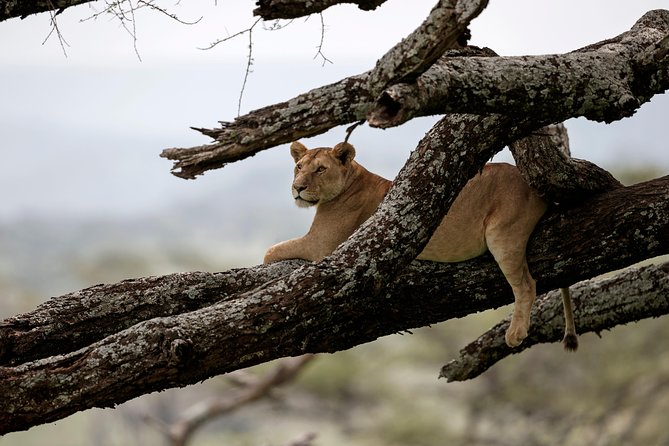 7 Days Tanzania Luxury Safari Experience & Coffee Walking Tour - Experiencing the Ngorongoro Crater
