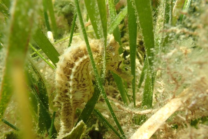 7 Hour Private Scalloping Package in Mangrove Point - Inclusions and Amenities