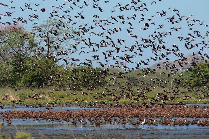7 Hour Private Tour in Palo Verde National Park With Pickup - Meeting and Pickup