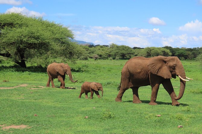 8-Day Essence of Tanzania Safari - Luxury - Accommodations and Comfort